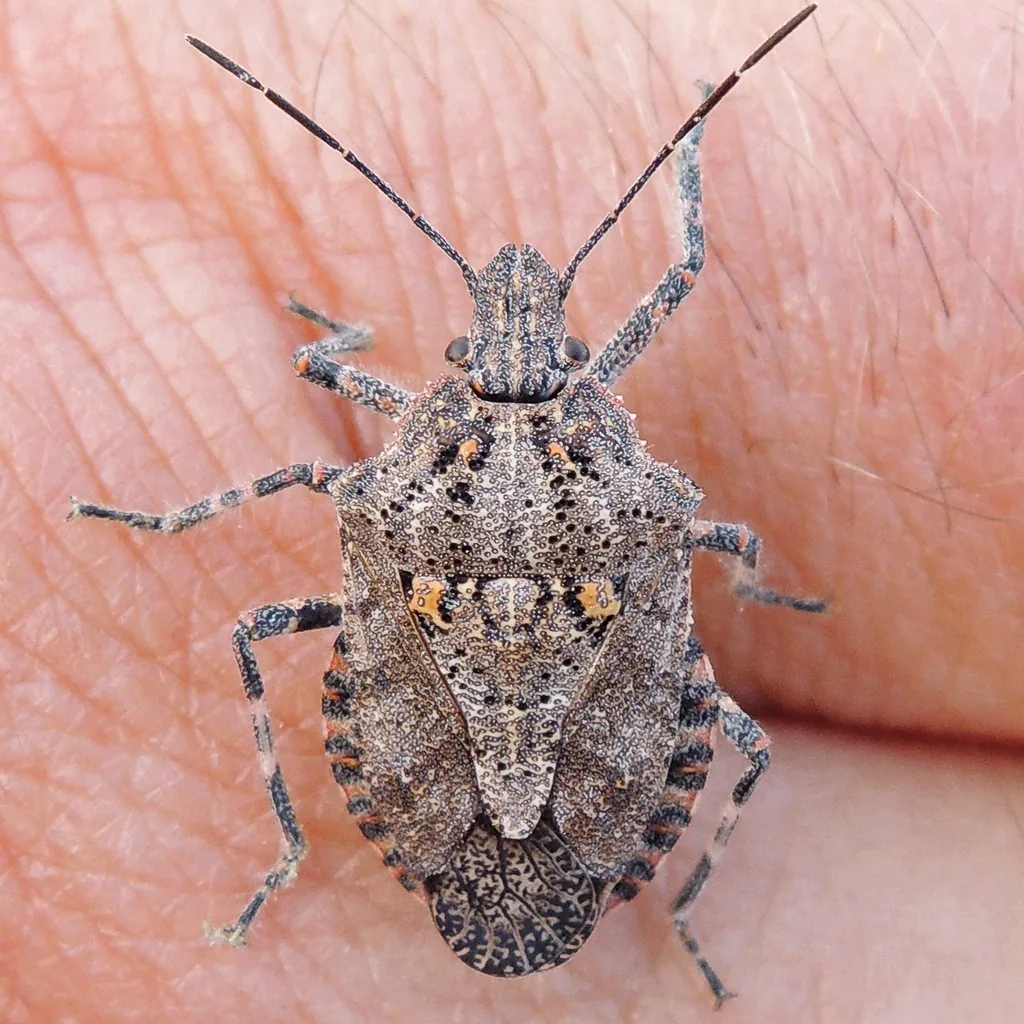 Rough stink bug seen from above, a mottled gray shield-shaped bug with toothed edges on the shoulders, on a hand