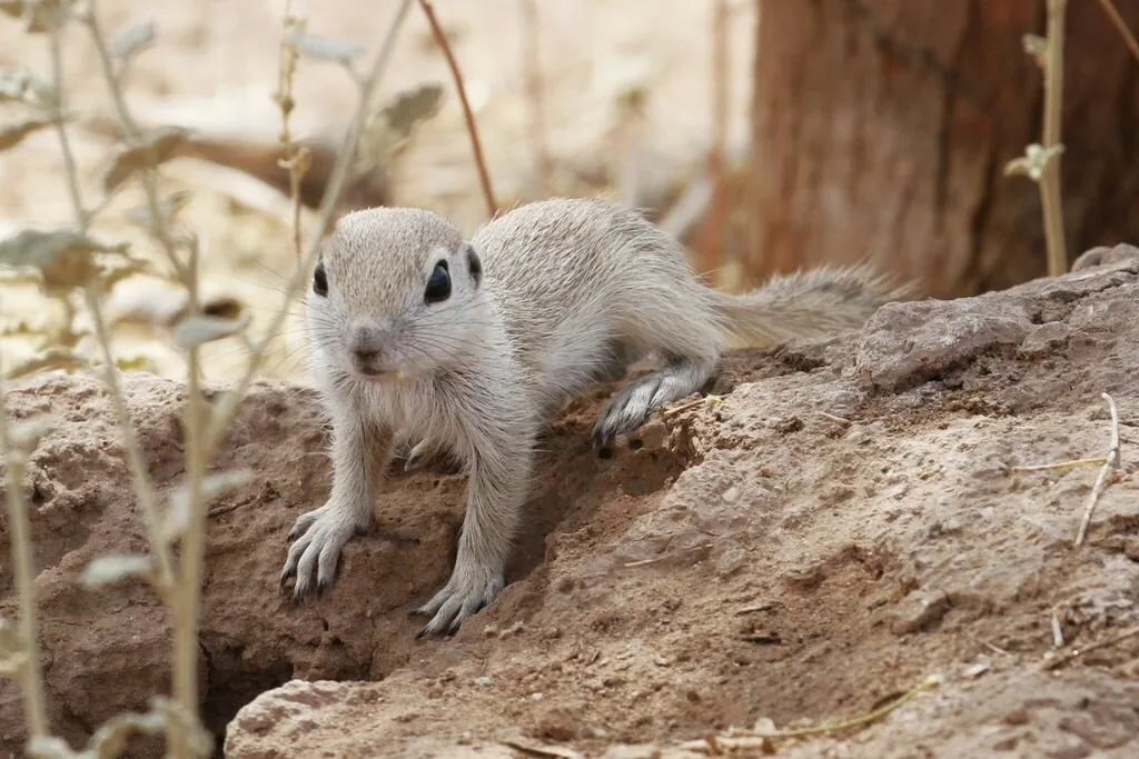 Round-tailed ground squirrel, a small sandy-colored ground squirrel, at its burrow