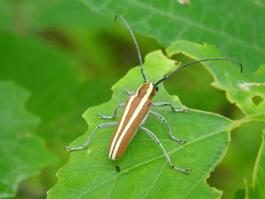 Roundheaded appletree borer, a beetle with white and brown stripes and long antennae