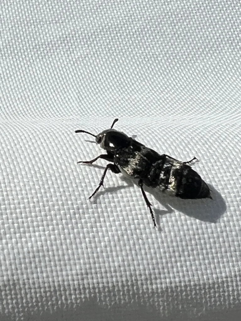 Hairy rove beetle, a long black beetle with short wing covers and patches of gray hair across its exposed abdomen, on white fabric