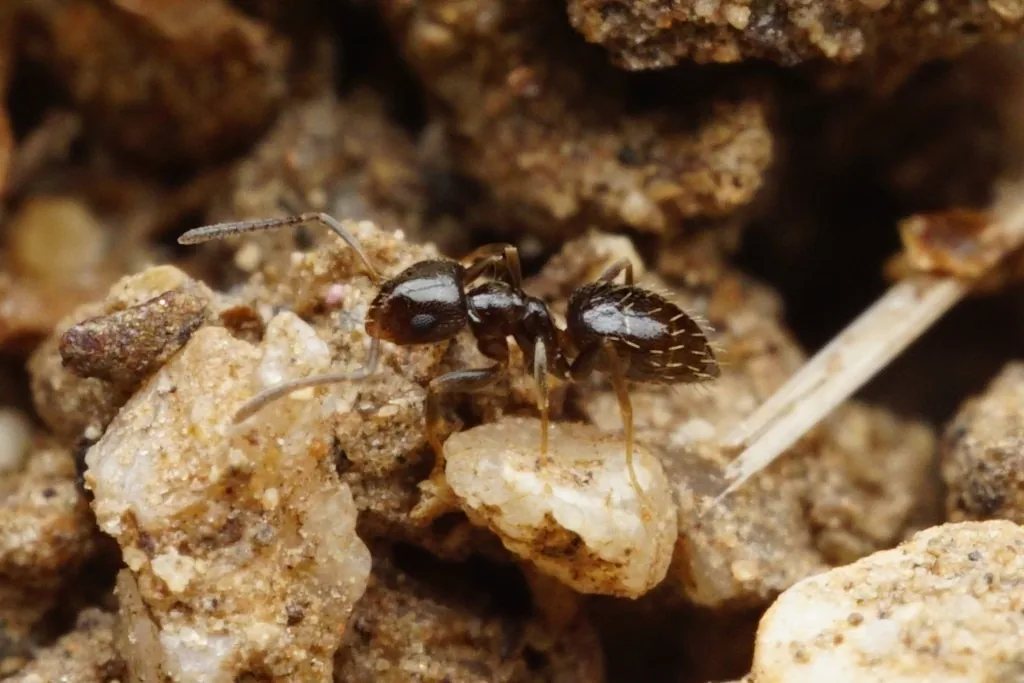 Dark rover ant worker, a tiny shiny brown ant, carrying a pale pupa across sandy soil