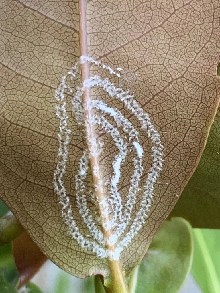 Rugose spiraling whitefly eggs laid in white waxy spirals on the underside of a leaf