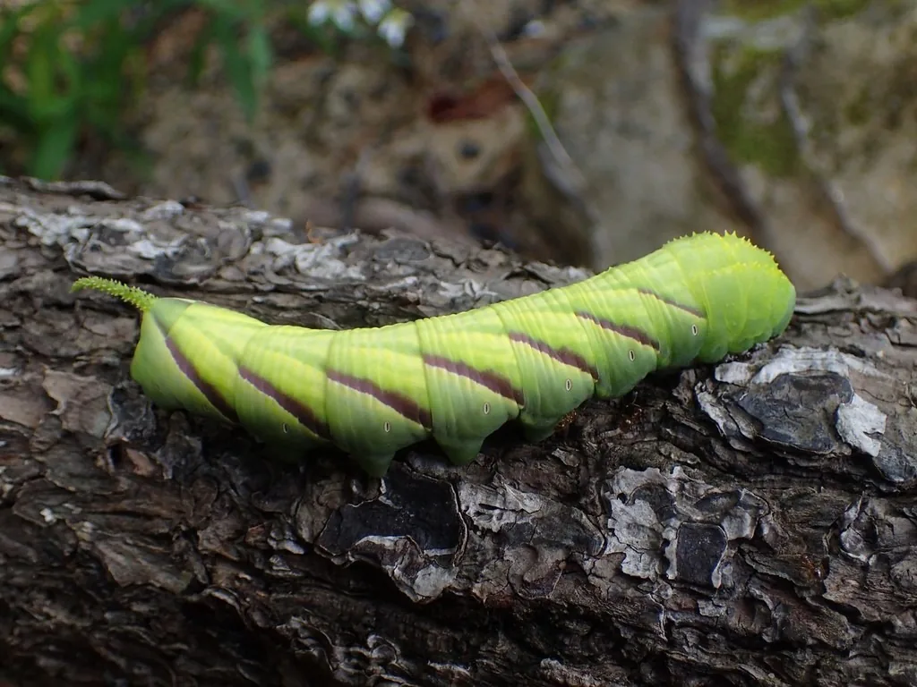 Green rustic sphinx caterpillar with diagonal stripes on a branch