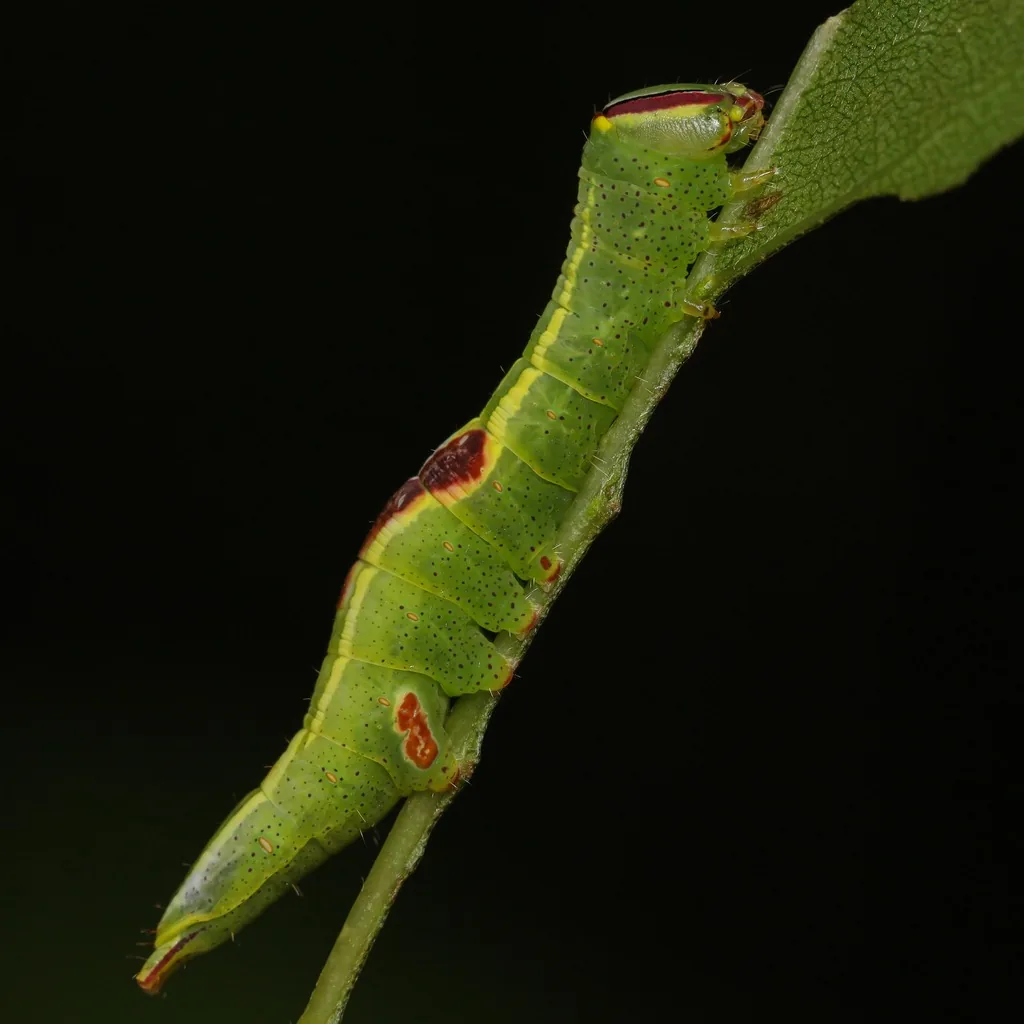 Saddled prominent caterpillar, green with a reddish saddle mark on its back