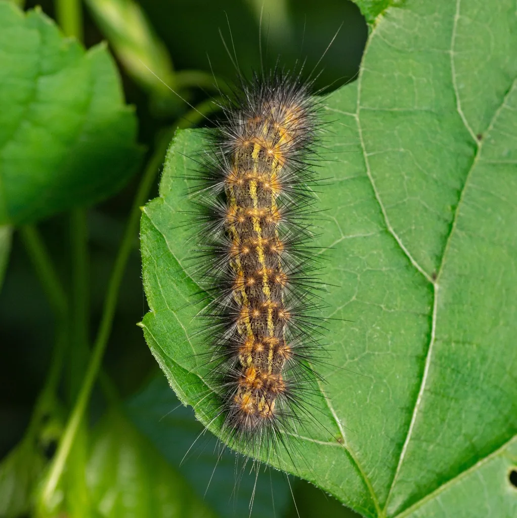 Hairy orange-brown saltmarsh caterpillar with long tufts of hair, on a leaf