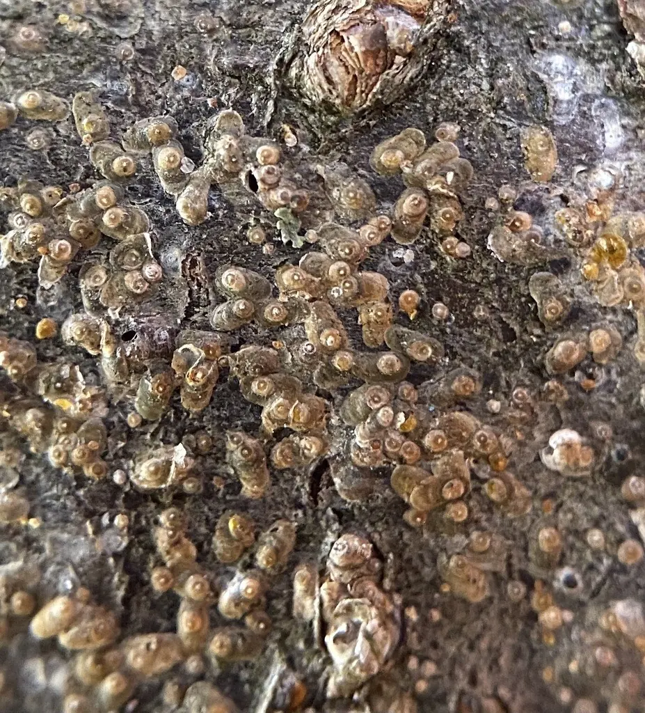 San Jose scales, small round gray scale covers crowded on tree bark