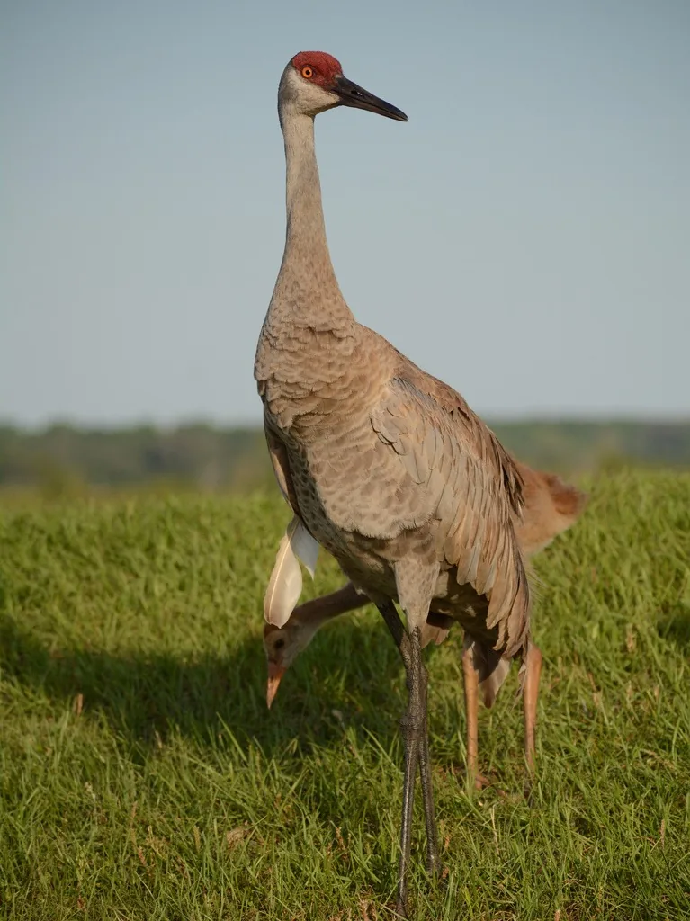 Adult sandhill crane with gray plumage, pale cheek and red crown standing upright in a grassy field
