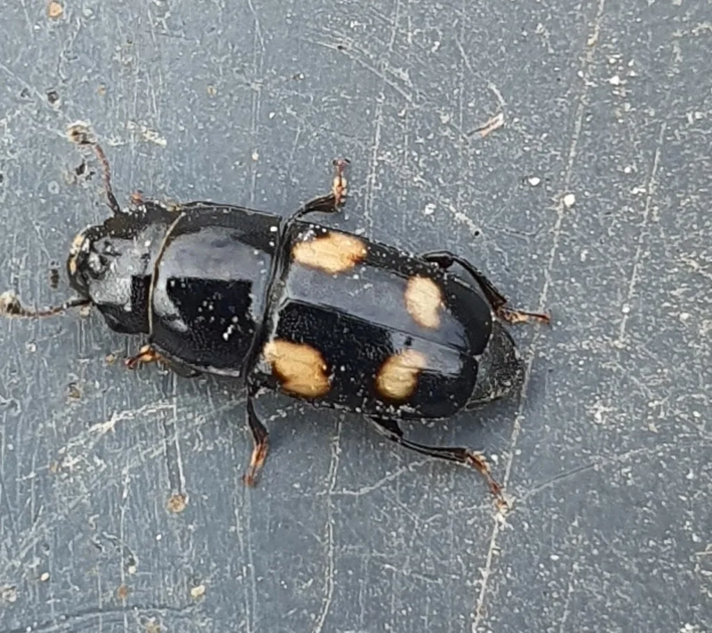 Four-spotted sap beetle, a shiny black beetle with four orange-yellow spots on its wing covers, on a dark surface