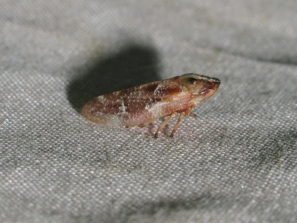 Tan Saratoga spittlebug adult with whitish markings