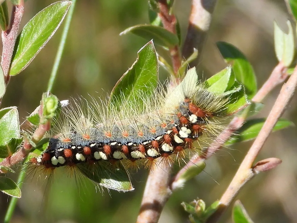 Satin moth caterpillar with white spots and tufts of hair