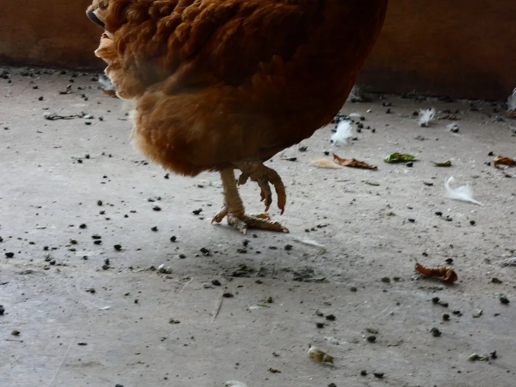 A hen's legs and feet, where scaly leg mites burrow under the scales