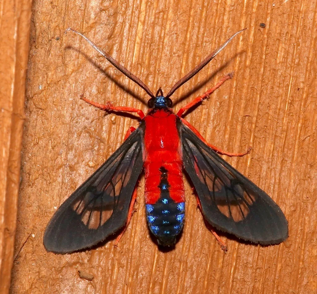 Scarlet-bodied wasp moth with red body, blue-black abdomen tip and clear black-edged wings