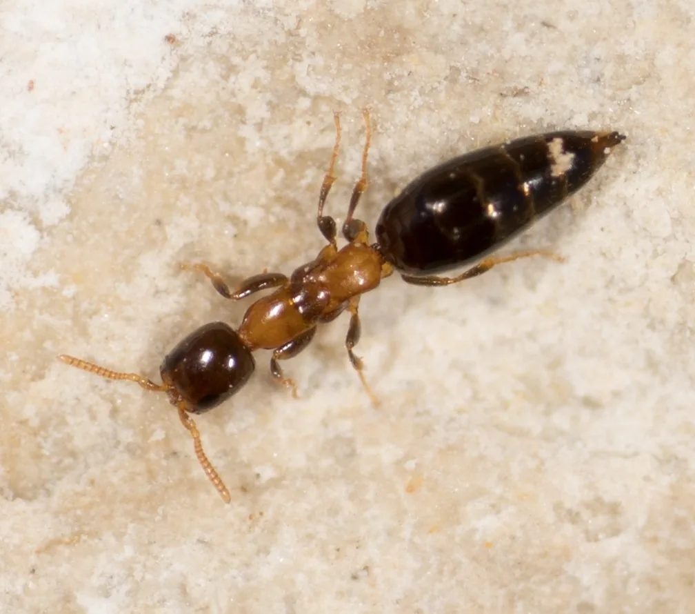 Wingless Sclerodermus wasp, reddish brown and ant-like with a large head and darker abdomen