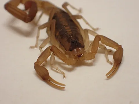 Striped bark scorpion close up, a yellowish-tan scorpion with two broad dark stripes down its back and slender pincers