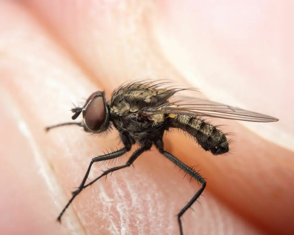 Adult seedcorn maggot fly, a small dark gray fly resembling a house fly, perched on a fingertip