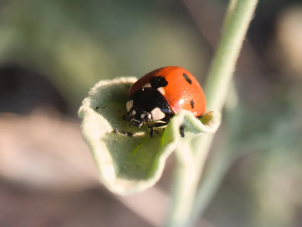 Sevenspotted lady beetle with orange-red wing covers, black spots and white patches beside the head, on a curled leaf