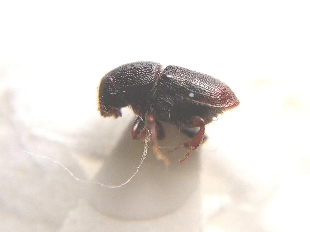 Shothole borer, a tiny dark bark beetle