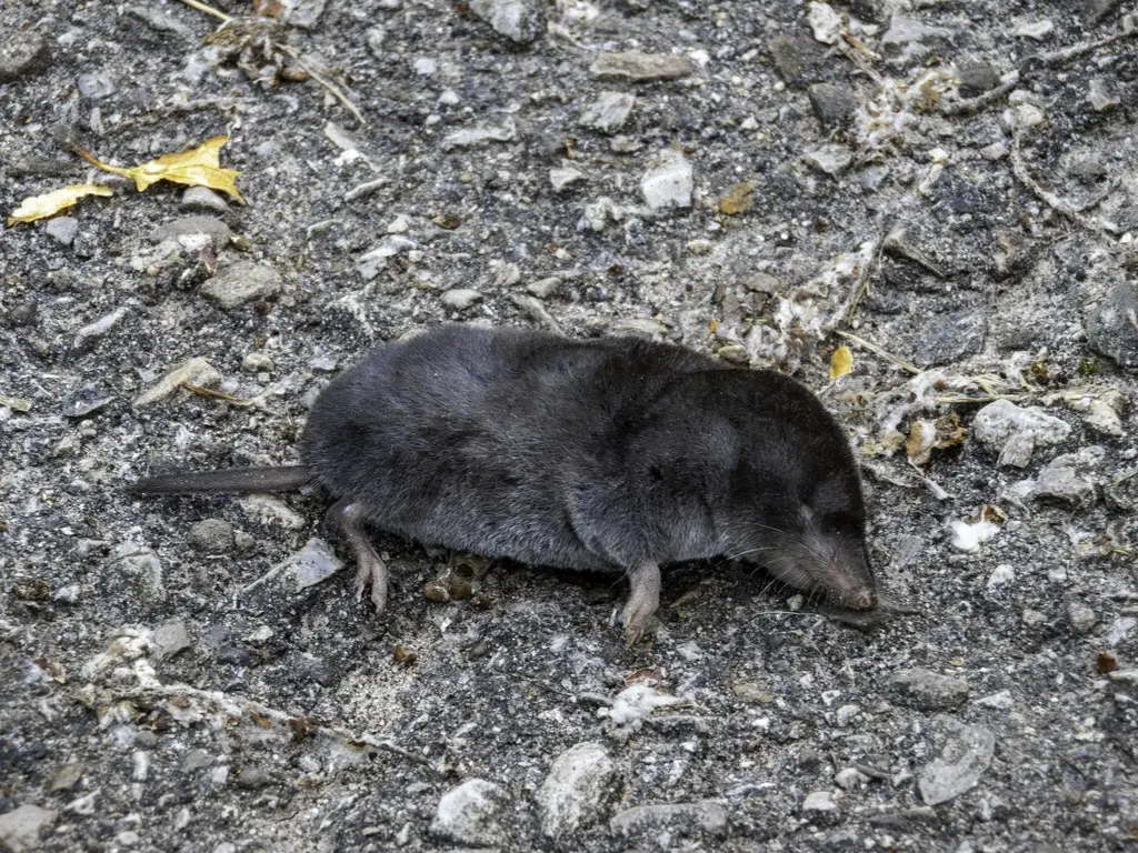 Northern short-tailed shrew, a small dark gray, mouse-sized mammal with a pointed snout, tiny eyes and a short tail, on gravel