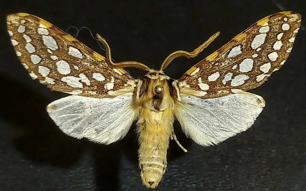 Silver-spotted tiger moth with brown forewings covered in silvery-white spots
