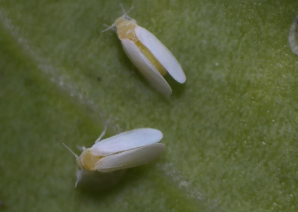 Two adult silverleaf whiteflies, yellowish bodies with white wings held tent-like, on a leaf
