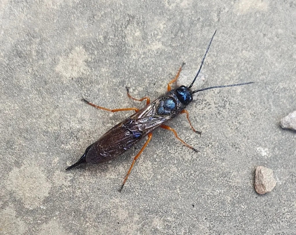 Female sirex woodwasp with dark blue body and orange legs