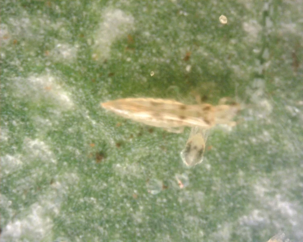 Highly magnified sixspotted thrips, a pale yellowish thrips with dark spots on its folded wings, on a leaf