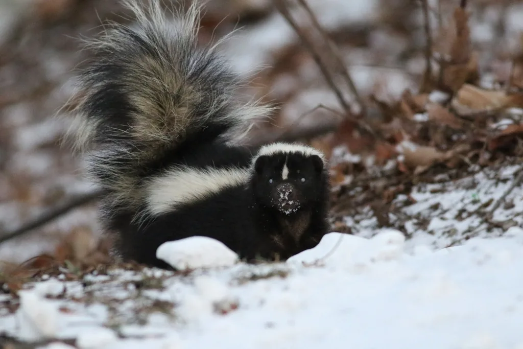 Striped skunk on snowy ground with its black body, white head stripe and bushy black-and-white tail raised behind it