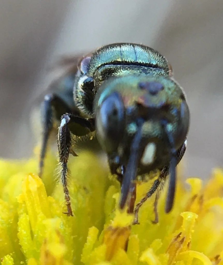 Small carpenter bee, a tiny metallic blue-black bee on a flower