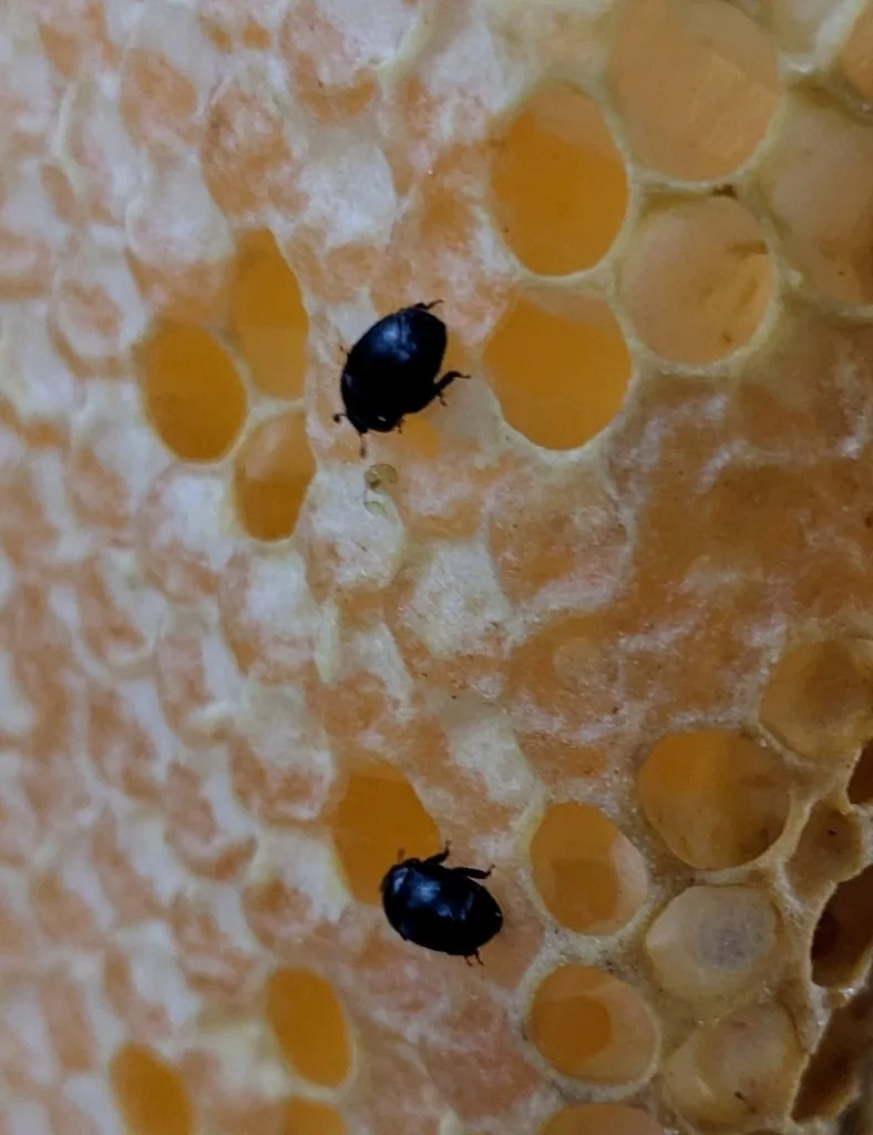 Small hive beetle, an oval dark brown beetle, on honeycomb