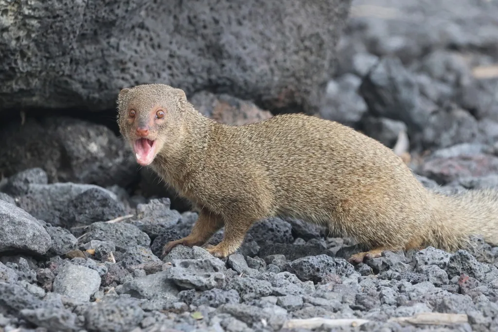Small Indian mongoose, a slender brownish animal with short legs and a long tail, on lava rock