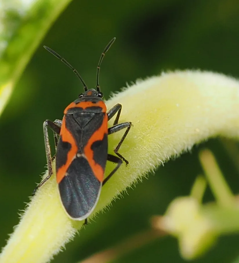 Small milkweed bug, black with an orange X on its back, on a milkweed pod