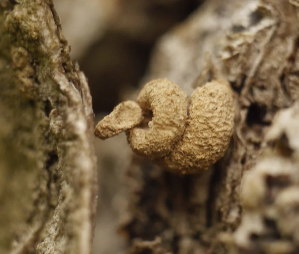 Snailcase bagworm case, a tiny coiled snail-like case of soil and silk attached to a surface