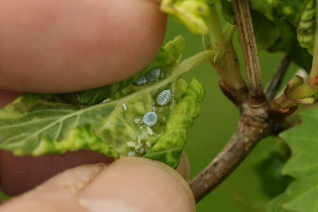 Bluish-gray, powdery snowball aphids on the underside of a curled viburnum leaf