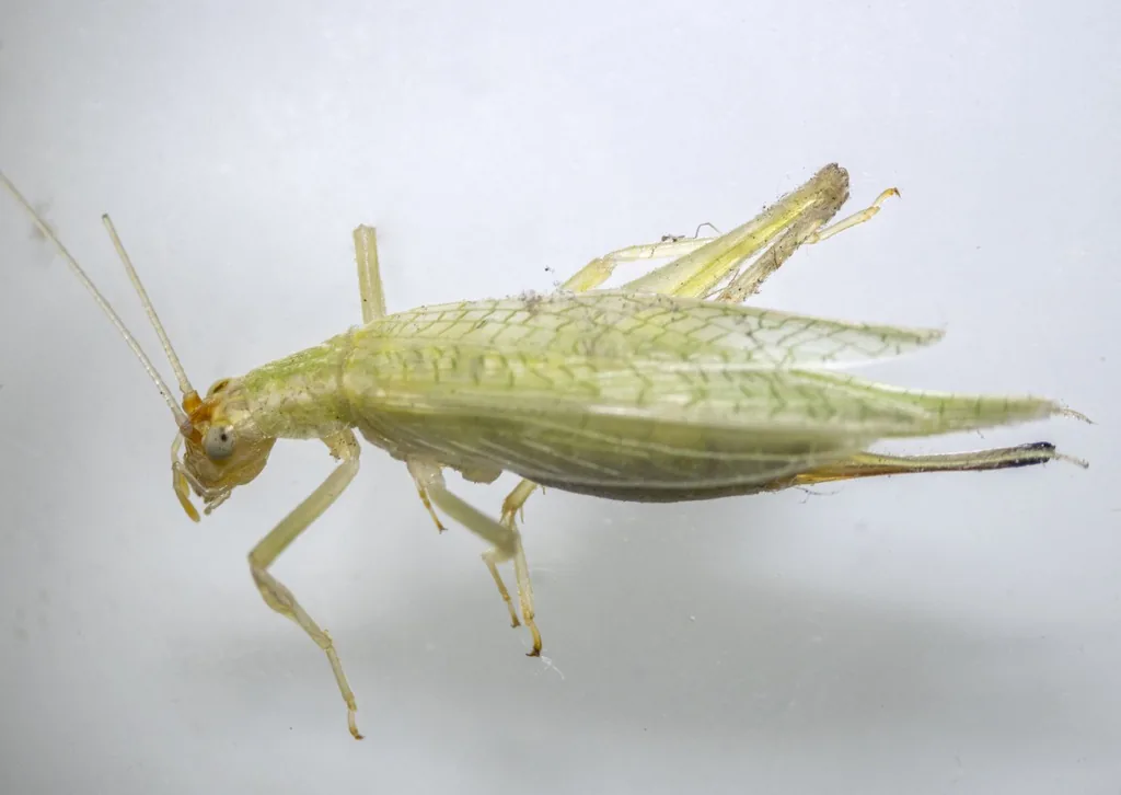 Snowy tree cricket, a slender pale green cricket with long antennae