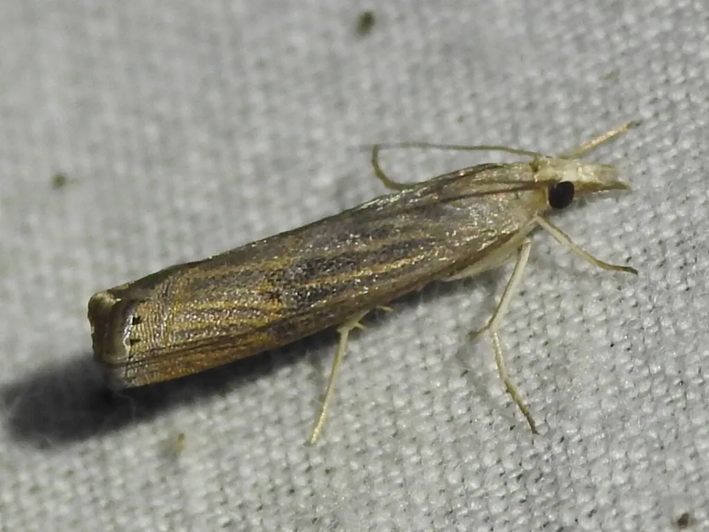 Bluegrass sod webworm moth, a slender tan lawn moth with wings rolled tightly around its body and a pointed snout, resting on white fabric