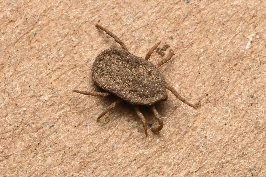 Soft tick (Ornithodoros) with a leathery, wrinkled grayish-brown oval body and no hard shield, on a tan surface