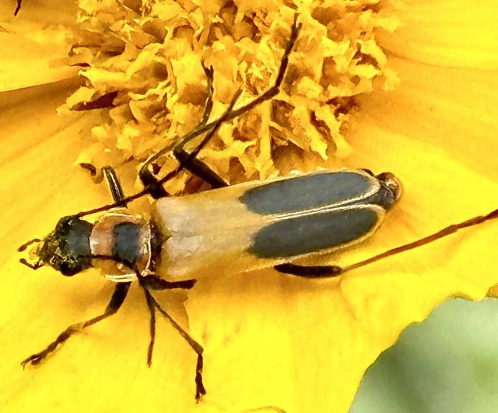Goldenrod soldier beetle with soft yellow-orange wing covers each bearing a large black spot, on a yellow flower