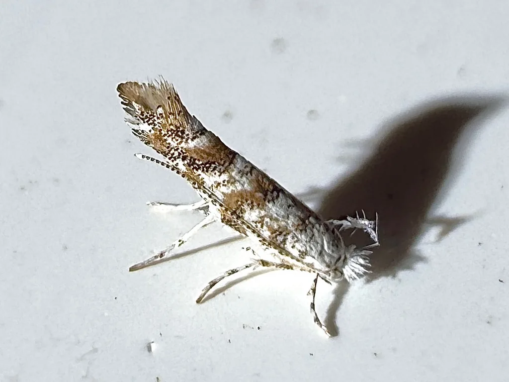 Solitary oak leafminer moth with bronze-blotched silvery wings