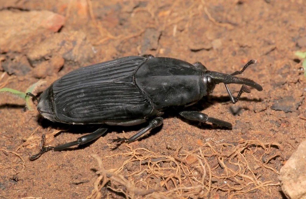 Adult South American palm weevil, a large black weevil with a long curved snout