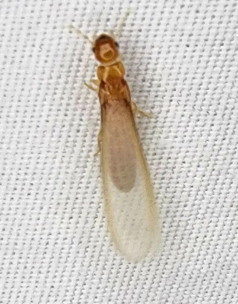 Southeastern drywood termite swarmer with a light yellowish-brown body and pale, translucent wings folded over its back, on white fabric