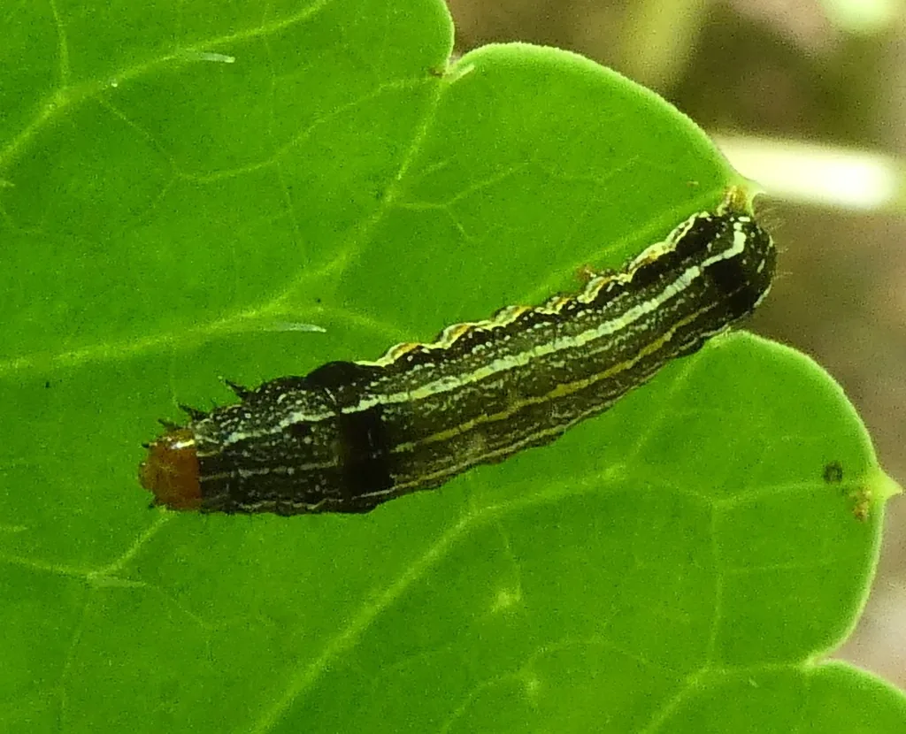 Southern armyworm caterpillar, blackish green with a light brown head and a pale side stripe, on a leaf