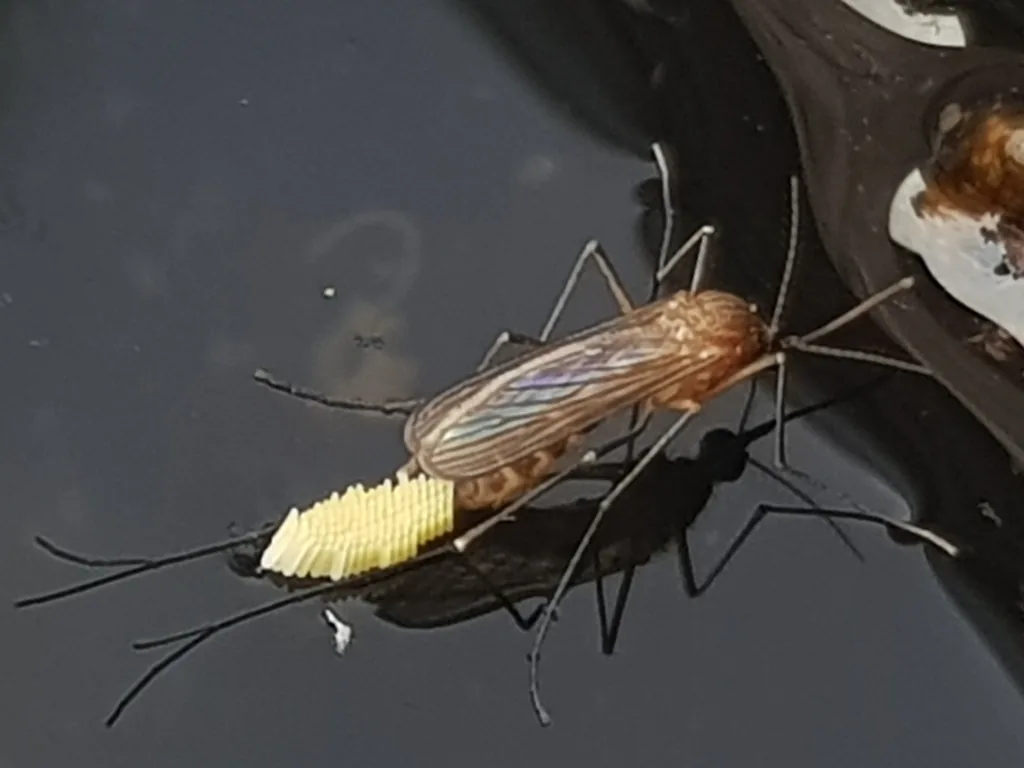 Southern house mosquito female, brown with a banded abdomen, laying a raft of eggs on water