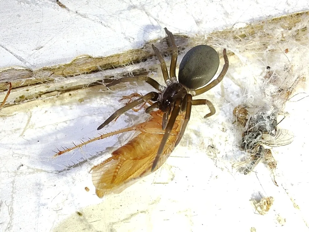 Female southern house spider, a dark charcoal spider with a rounded abdomen, on its tangled web against a white wall beside a large winged insect it caught