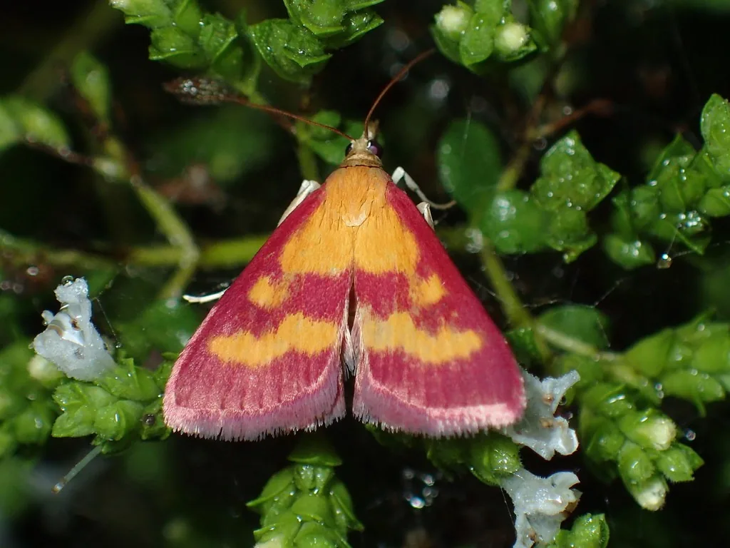Southern purple mint moth with pink and yellow banded wings on a plant