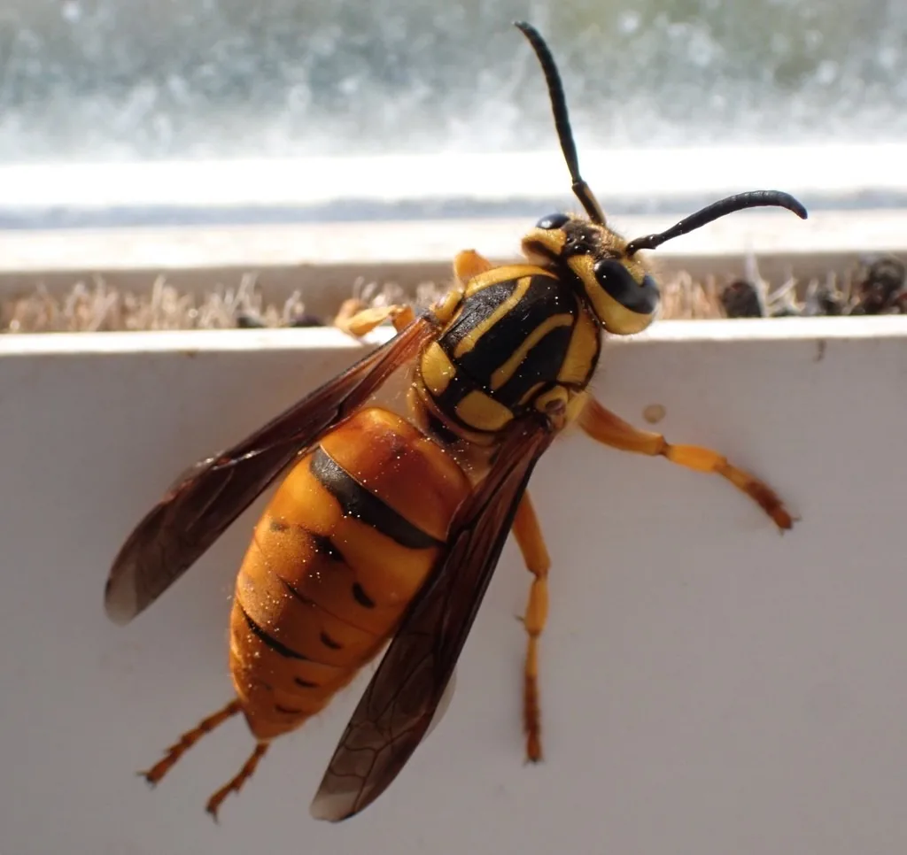 Southern yellowjacket queen, large and burnt orange with black and yellow markings, on a window frame