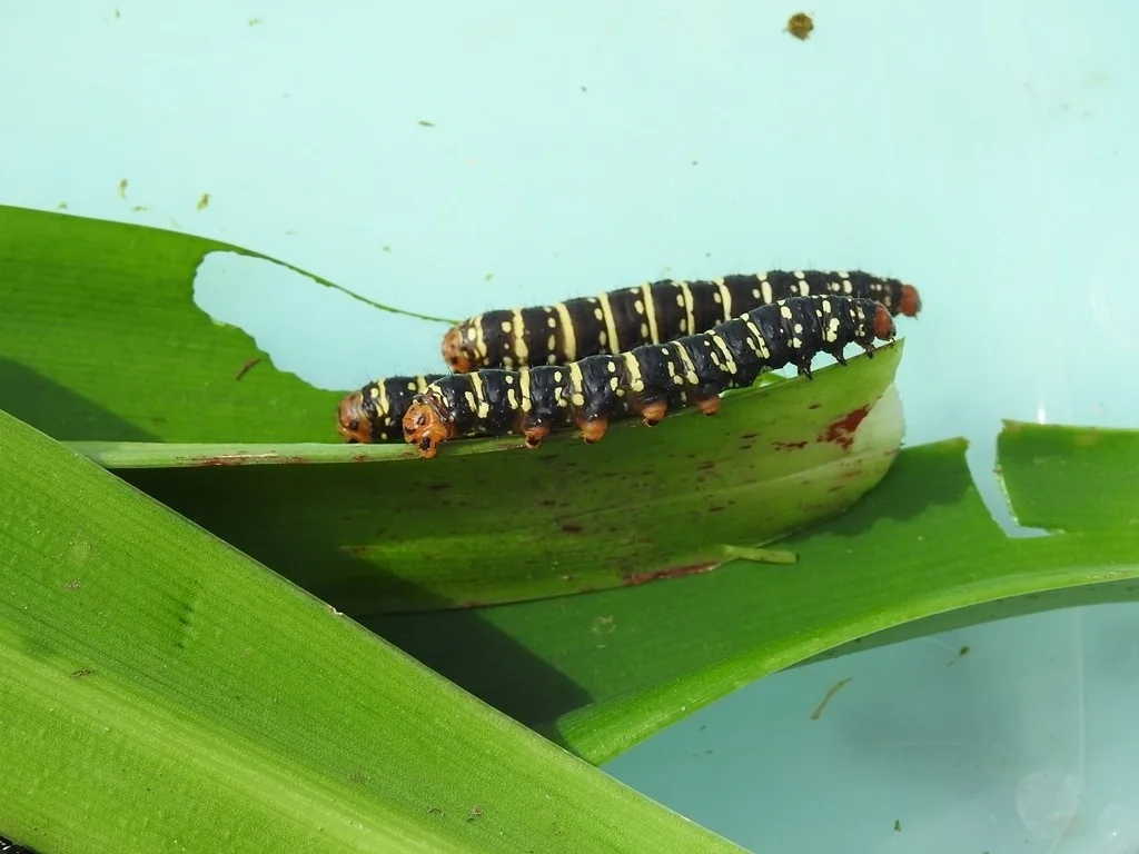Convict caterpillar, black with cream-white bands and an orange head, on a lily leaf
