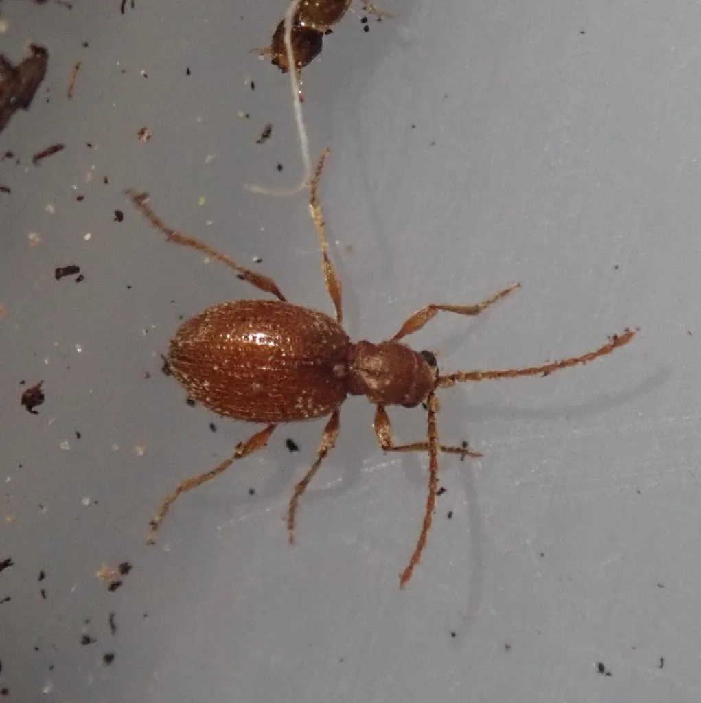 Whitemarked spider beetle, a small reddish-brown beetle with an oval body, a narrow neck region and long, thin legs and antennae, on a gray surface