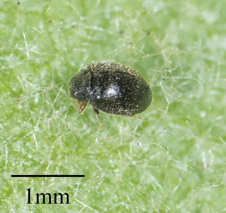 Tiny black spider mite destroyer lady beetle covered in fine pale hairs on a leaf, next to a 1 mm scale bar