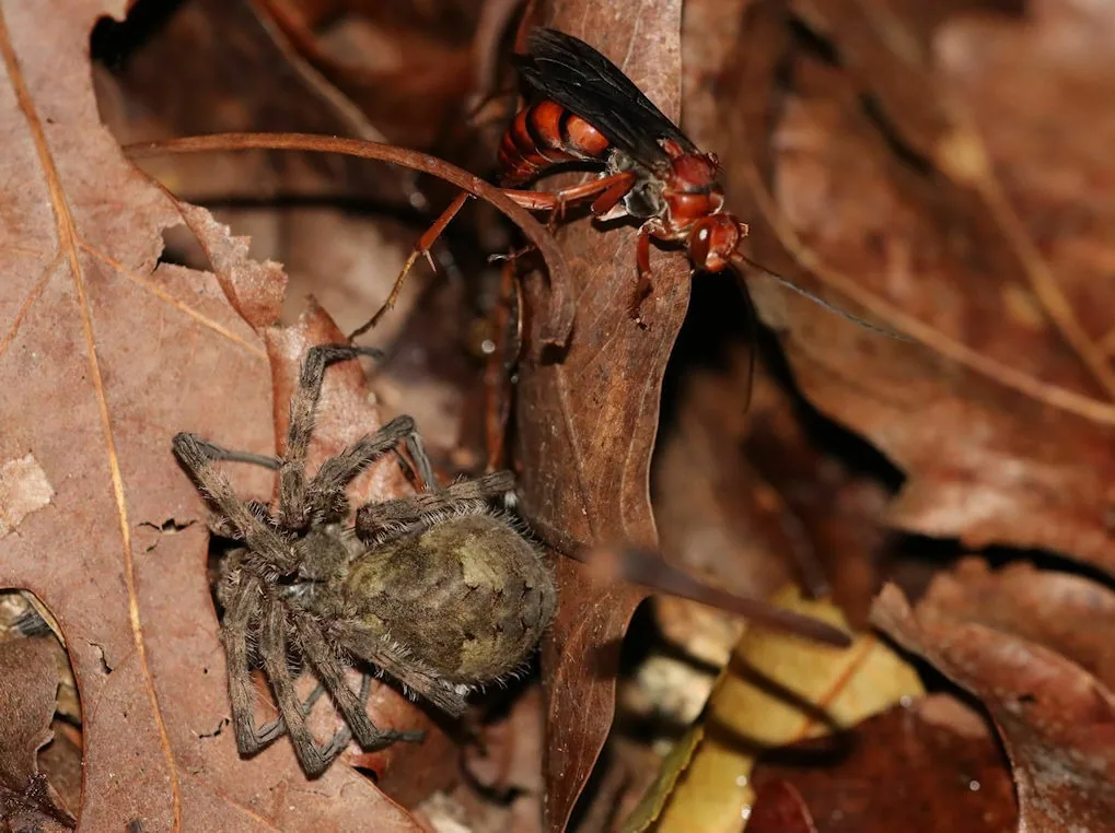 Rusty spider wasp with orange body and dark wings next to a paralyzed wolf spider in leaf litter