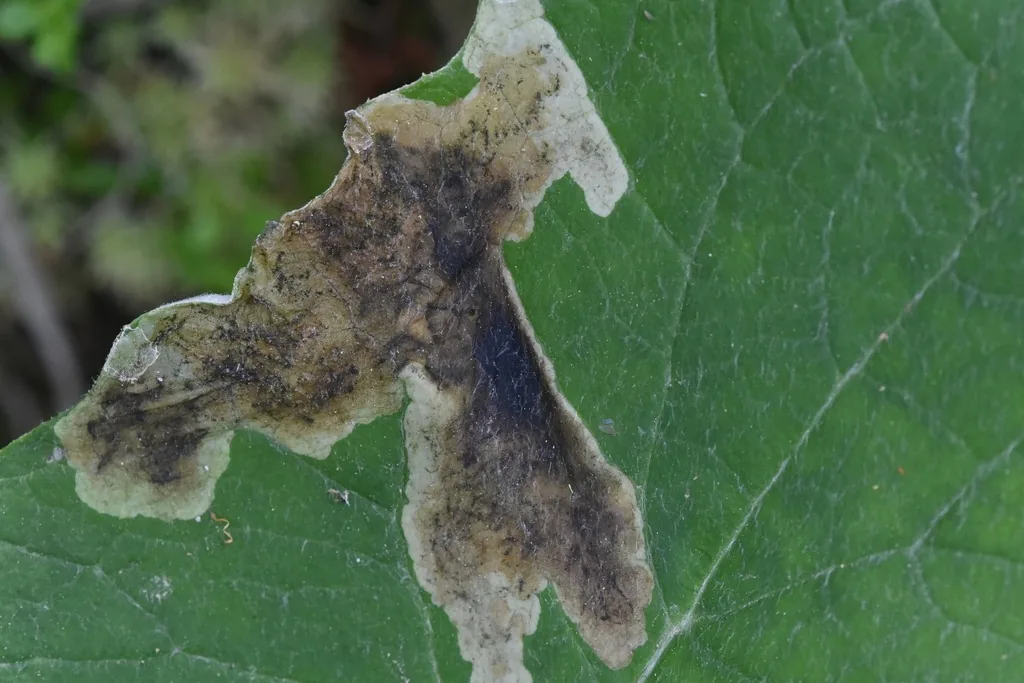 Brown blotch mine made by spinach leafminer larvae inside a leaf